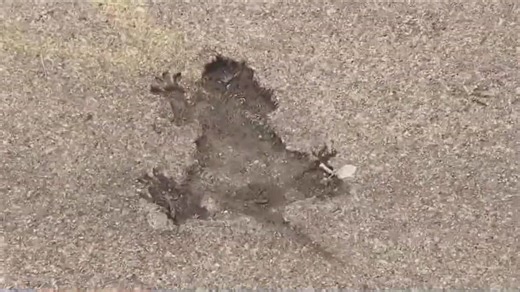 Chicago's viral 'rat hole' wasn't a rat after all, study suggests