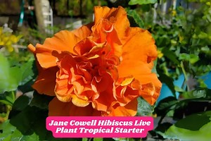 Jane Cowell Hibiscus Plant: Live Starter Plugs, Orange Blooms - Etsy