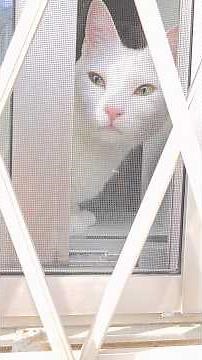 今のシロ。 #猫のいる暮らし #保護猫 #猫