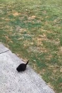 6.4K views · 186 reactions | bamboozled by smolness | Bamboozled Again | Facebook