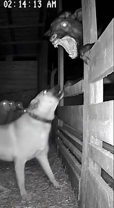 LGD Vs. Werewolf? 😳 Most Terrifying Farm Encounter Caught on Camera!