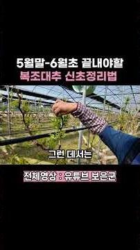 5월말-6월초 끝내야할 복조대추 신초정리법