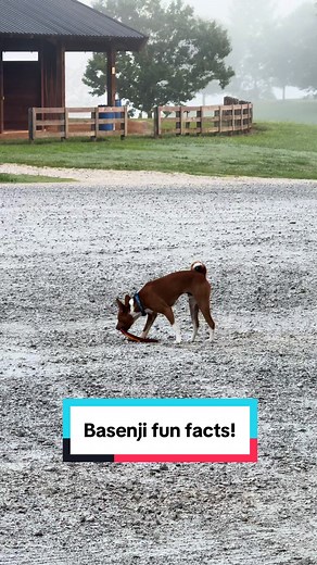Fascinating Facts About Basenji Dogs