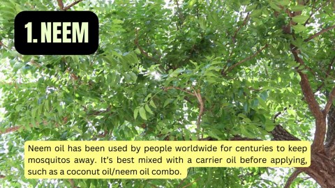 How to Naturally Repel Mosquitoes From Your Yard