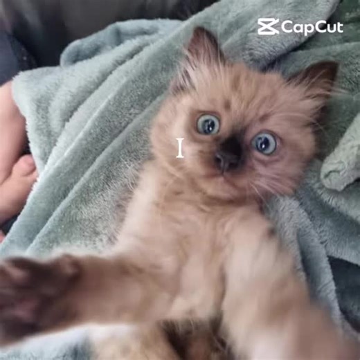 Video's van ❤️‍🔥🐆🍒emily🍒🐆❤️‍🔥 (@emilyvandelden) met original sound - Crafterun