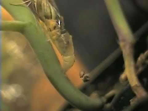 Cabbagewhite Butterfly --Pieris rapae-- Life Cycle