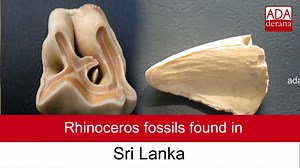 15K views · 169 reactions | Rhinoceros fossils found in Sri Lanka | Ada Derana | Facebook