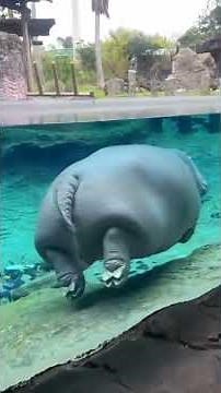 Hippo swimming underwater