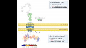 File:Structural-models-of-intrinsically-disordered-and-calcium-bound-folded-states-of-a-protein-adapted-srep14223-s2.ogv - Wikimedia Commons