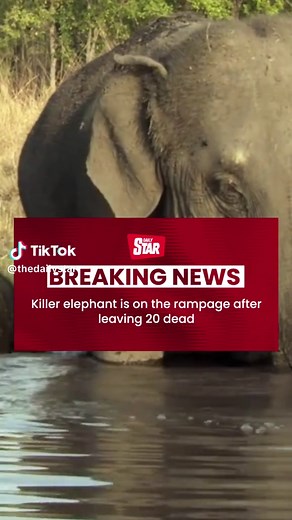 ⬆️BREAKING⬆️ The hunt is on to capture a giant elephant that has killed at least 20 people. An entire Indian village is on lockdown after the single-tusked elephant went on a rampage. (The elephants in this video are not the culprit) 📹 Getty #dailystar #elephant #rampage