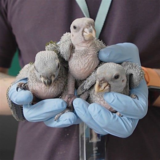 Squawk! 🐣 We’ve been keeping this secret since June, so we’re thrilled to finally introduce you to the blue-headed pionus chicks: Chris, Vera and Cal. Watch them grow up in our care. | National Aquarium