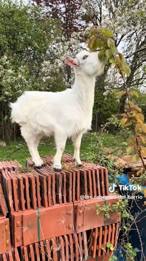 chèvre 🐐 #chevreau bébé chèvre#boc# animaux #nature #jardin campagne ferme agriculteurs sud soleil
