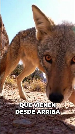 The Coyote: Surprising Tactic and Aerial Weakness Revealed! #shorts