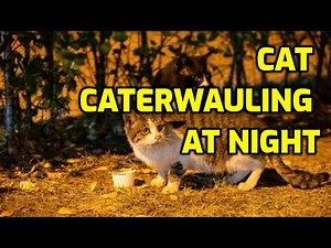 How To Stop Your Cat From Yowling At Night