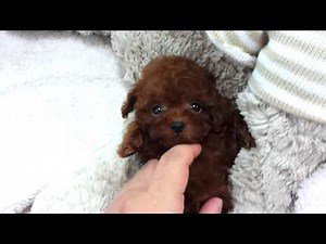 Micro teacup Poodle puppies for sale