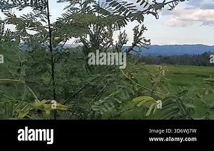 beautiful landscape with a mountain