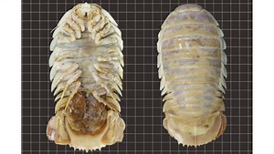 This Football-Sized Crustacean Is the Oceanic Cousin of Roly-Poly Bugs