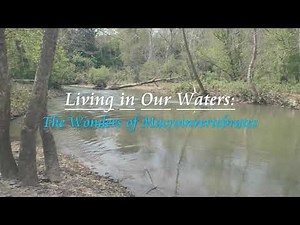 Living in Our Waters: The Wonders of Macroinvertebrates