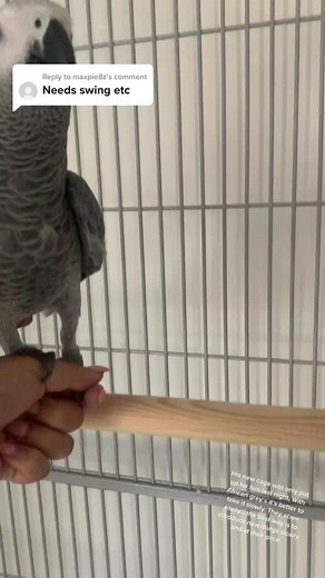 Introducing a New Cage for Your African Grey Parrot