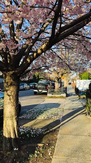 Spring Blooms in New York City: A Cherry Blossom Experience