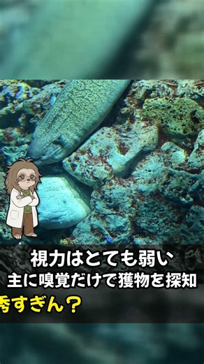 口の中に第二の顎を持つウツボの雑学5選
