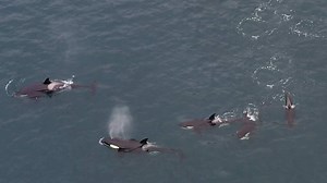 3.8K views · 462 reactions | A couple of minutes from our brilliant Orca-filled afternoon earlier in the week up at Collafirth and North Roe. Footage by Hugh. See more of our wildlife pics and videos over on our Instagram page at https://www.instagram.com/shetlandwildlife/ | Shetland Wildlife | Facebook