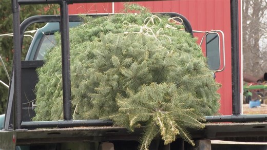 Concolor fir selected as this year’s White House Christmas tree is cut down, baled at Michigan farm