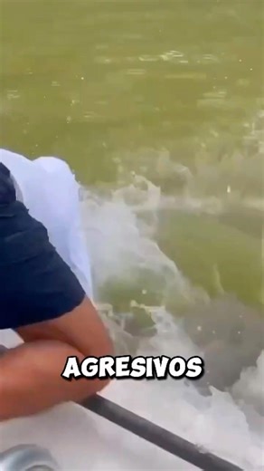 The real Monster of the Amazon