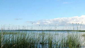 Beach reed straws on a windy beach. Beautiful nature background scene on a beach during summer daytime.