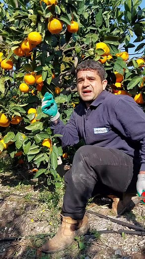 Outdoor Orange Picking Tips for Beginners