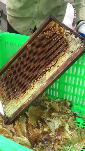 Fresh Pure Honey 🍯🐝 | Collection Time