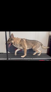 2.8K views · 91 reactions | The absolutely gorgeous gait of a working line GSD. #germanshepherd #workingdog #offdutyservicedog #gait | Demon.Dog.Duo | Facebook