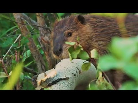 Beavers: Dam Good Engineers | Animal Einsteins | BBC Earth