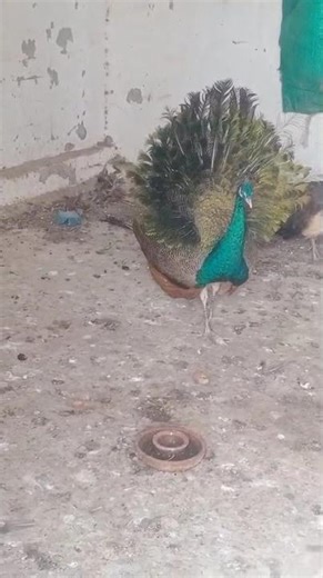 Peacock For Sale