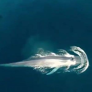 Rmax to me: Hey bill, Wanna know if this monster fish is real or fake... BTW can you please give my channel a shout out | Billschannel