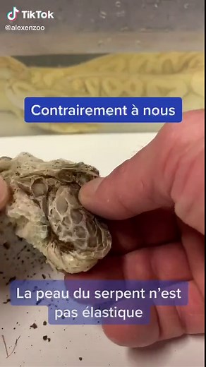 Mue des serpents : comprendre le phénomène naturel
