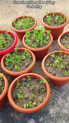 Grow Peas in Pots at Home | Easy Pea Gardening Tips#shortsfeed #shorts