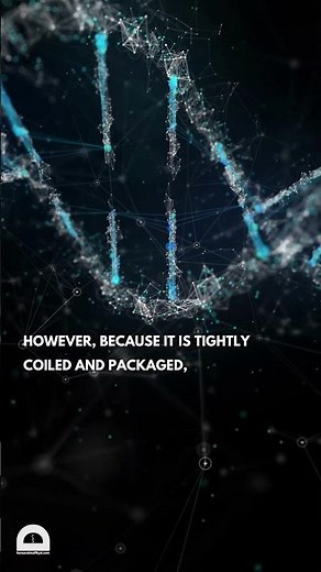 The DNA in a single human cell | DNA | #biology #science #dna #genetics