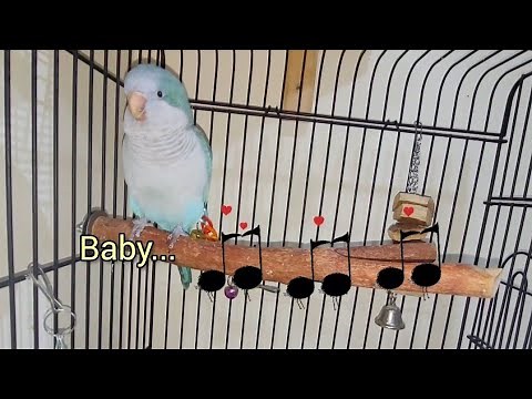 Quaker Parrot Singing Baby Shark