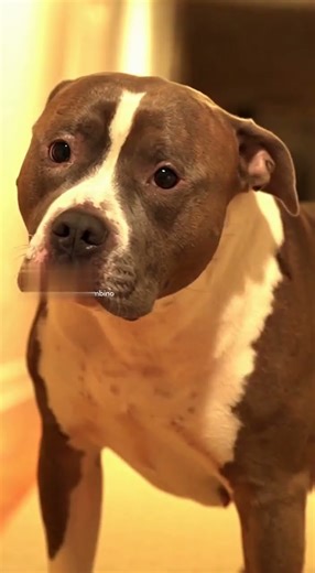 Pitbull Caught Farting on Camera 😂 Funniest Dog Reaction Ever #dogfails