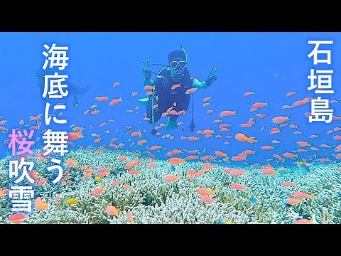 【沖縄 石垣島 ダイビング】広大な珊瑚礁と熱帯魚の乱舞！！米原Wリーフは必見です！！