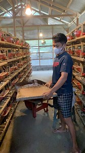 Quail manure is cleaned every 3 days to keep ammonia levels low. This helps prevent disease, keeps the air fresh, and ensures our quails stay healthy and productive. #QuailFarming #HealthyQuail #FarmManagement #PoultryCare #SustainableFarming | Iman Tagchali