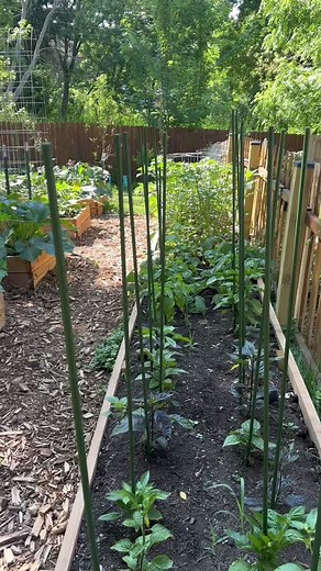 This year I am growing 16 different types of zucchini. 10 of them are new varieties I’m trying and then the others are ones I really liked from years past. I started them all from seed indoors and transplanted them outside. Here are all of the different types. #zucchini #growyourownfood #gardening #greenthumb