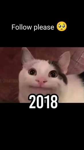 famous cats memes 😂 #cat #catmemes #cats #fyp