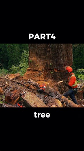 #bigtimber #logging #weekend #fyp #foryou