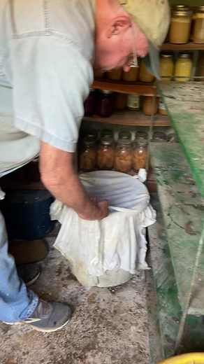 Unveiling corn pickled in a crock all winter. #pickledcorn #pickles #foodpreservation #picklingveggies #homestead #millsfamilyhomestead
