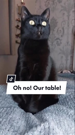 Hilarious Cat Video: Oh No, Our Table! 😂
