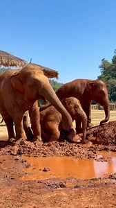 Mud days are the best days 🐘💦 Pyi Mai and Chaba are growing up so fast. Side by side with Fah Mai, they splash, roll, and play, fully embracing one of elephanthood’s greatest joys: a good mud bath. Fah Mai’s calm presence and the safety of Elephant Nature Park gives them the freedom to be silly, curious, and bold, while they continue learning how to navigate the world around them. Big personalities. Bigger splashes. And so much joy in between. ♥️ | Trunks Up