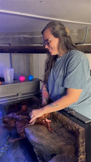 3.8K views · 236 reactions | Getting to know our new Giant Pacific Octopus-boy or girl? Let’s find out! | Bailey-Matthews National Shell Museum & Aquarium | Facebook