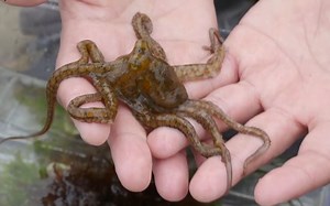 你渴望海鲜吗？在海边制作一个小水族箱